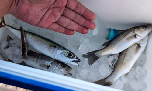 表浜名湖