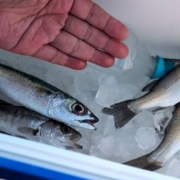 セイゴ（マルスズキ）