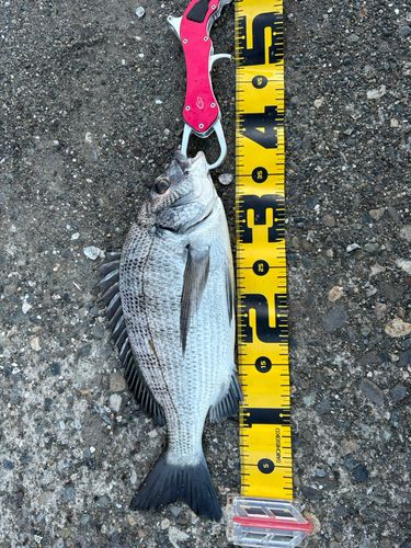 クロダイの釣果