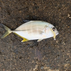 ギンガメアジの釣果