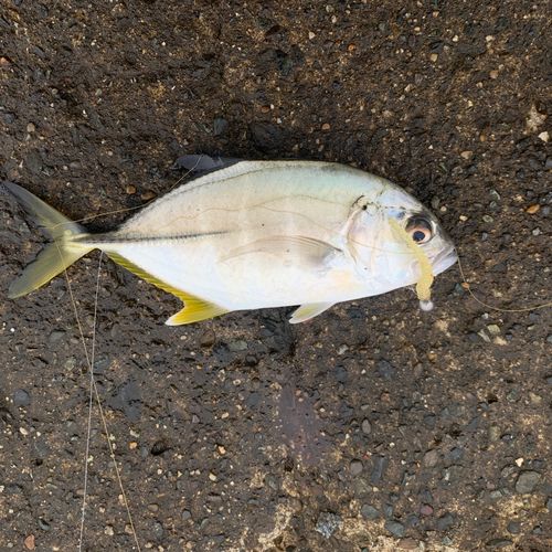 ギンガメアジの釣果