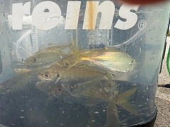 カマスの釣果