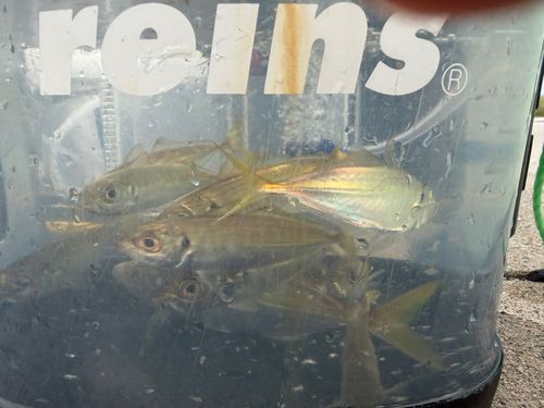 カマスの釣果