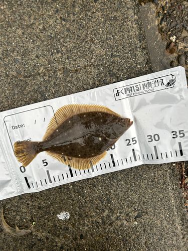 イシモチの釣果