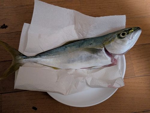 イナダの釣果