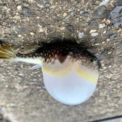 アイゴの釣果
