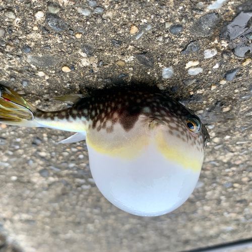 アイゴの釣果
