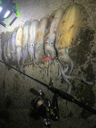 アオリイカの釣果