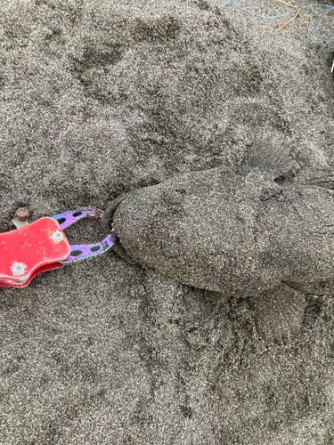 マゴチの釣果