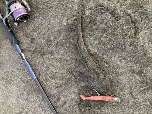 マゴチの釣果