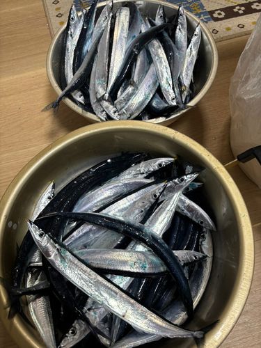 サンマの釣果
