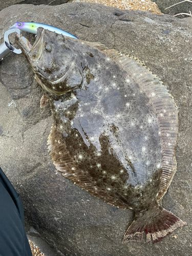 ヒラメの釣果