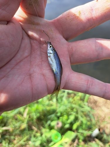 クチボソの釣果