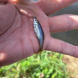 クチボソ