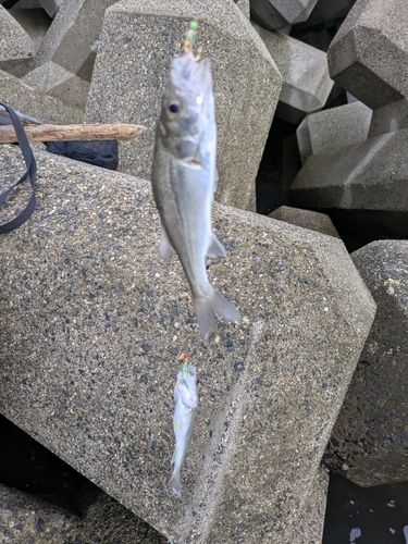 河芸漁港