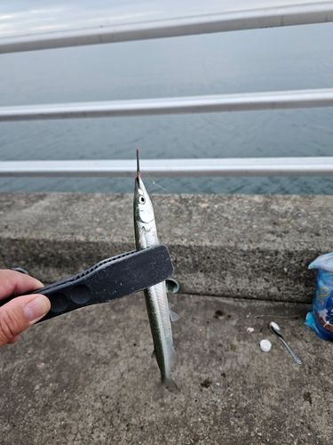 サヨリの釣果