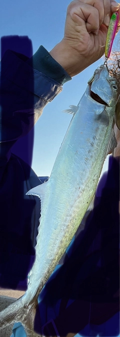 サゴシの釣果