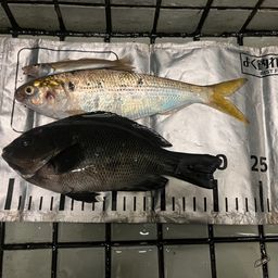 コノシロ