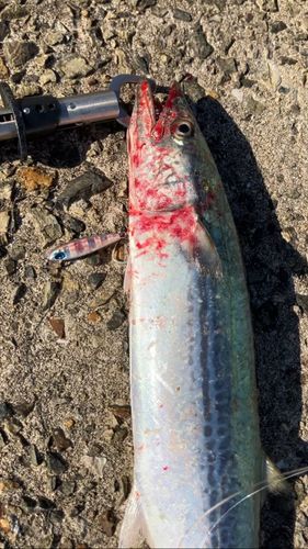 南港魚つり公園