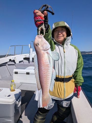 シロアマダイの釣果