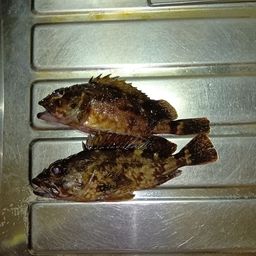 カサゴ