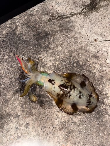 アオリイカの釣果