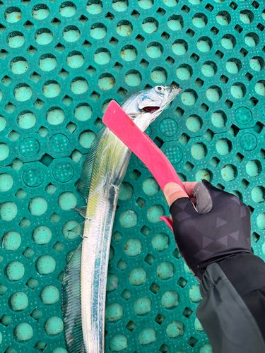 タチウオの釣果
