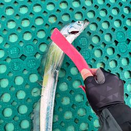 タチウオ