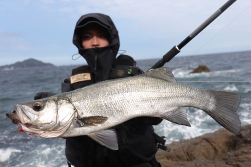 ヒラスズキの釣果