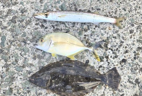 ヒラメの釣果