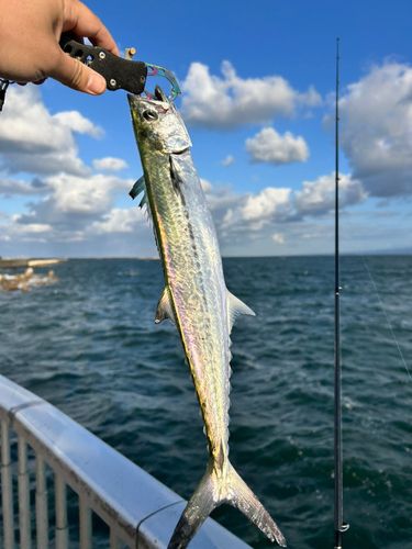 サゴシの釣果