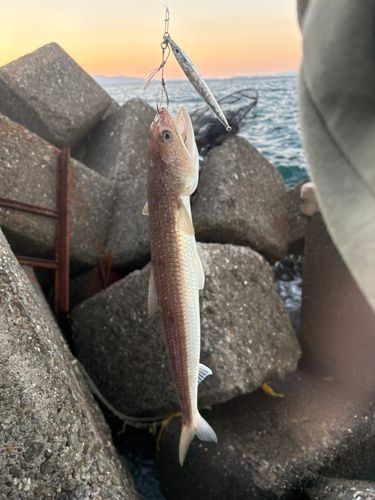 エソの釣果