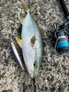 イナダの釣果