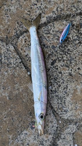 アカカマスの釣果