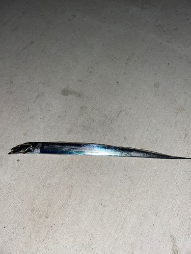 タチウオの釣果
