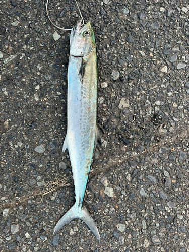 サゴシの釣果
