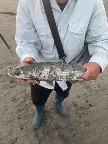 ボラの釣果