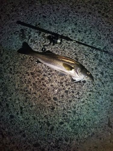 スズキの釣果