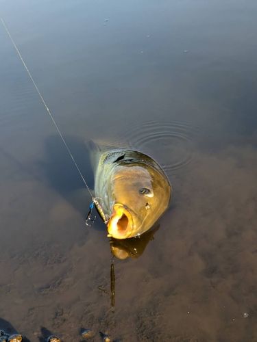 コイの釣果