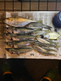 サッパの釣果