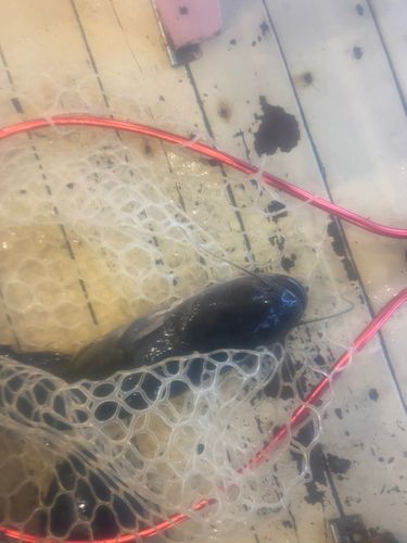 ナマズの釣果