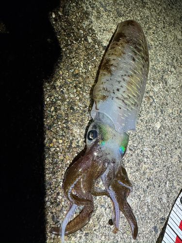 魚津補助港