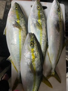 ワカシの釣果