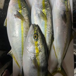 ワカシ
