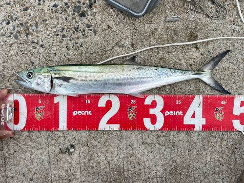 サゴシの釣果