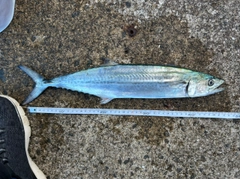 サゴシの釣果