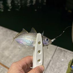 アジ