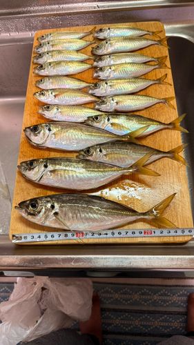 アジの釣果