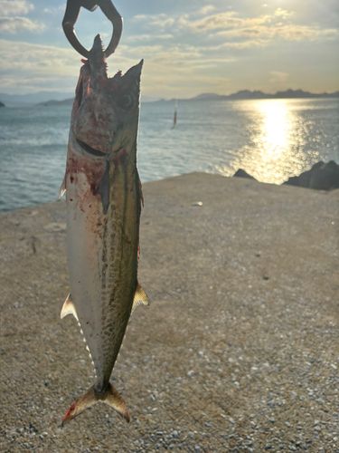 サゴシの釣果
