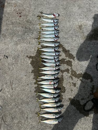 桃浦漁港